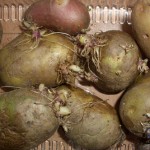 Как вырастить в Подмосковье сверхранний картофель