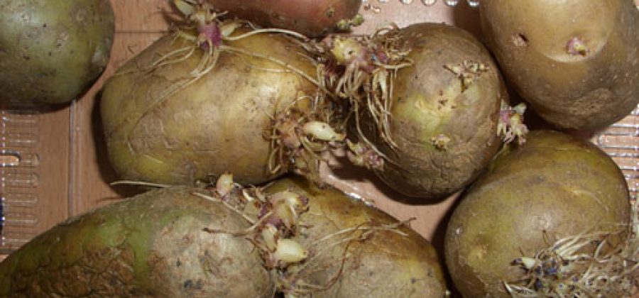 Как вырастить в Подмосковье сверхранний картофель