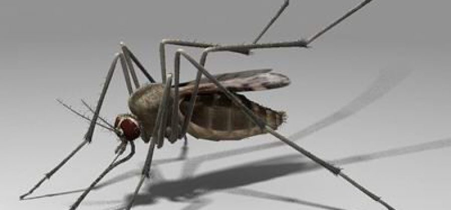 Комары в Подмосковье и «Лихорадка западного Нила»