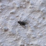 Комнатная муха готовится к атаке