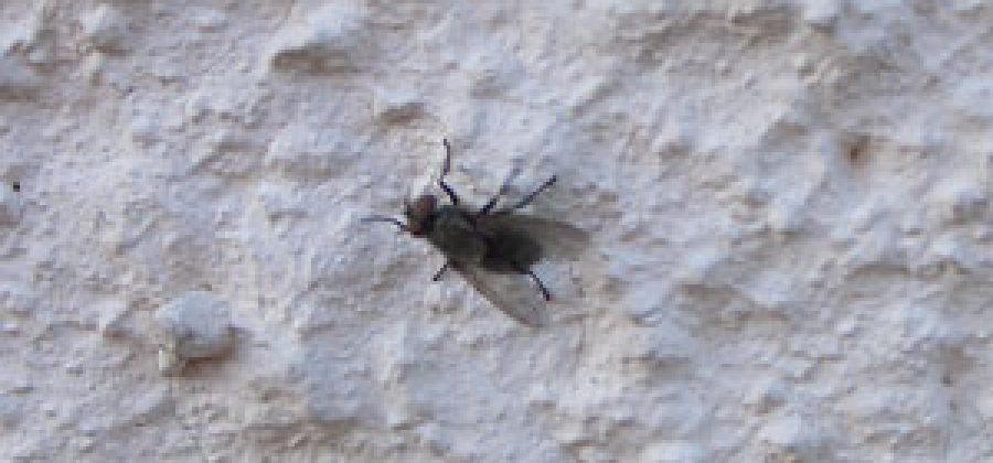 Комнатная муха готовится к атаке