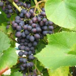 Листья подмосковного винограда. Использование и заготовка