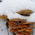 Опенок зимний (зимний гриб) появляется в конце осени