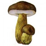 Как не спутать желчный гриб с благородными грибами?