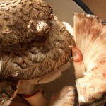 Съедобный гриб-зонтик и его двойники. Как его приготовить