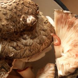 Съедобный гриб-зонтик и его двойники. Как его приготовить