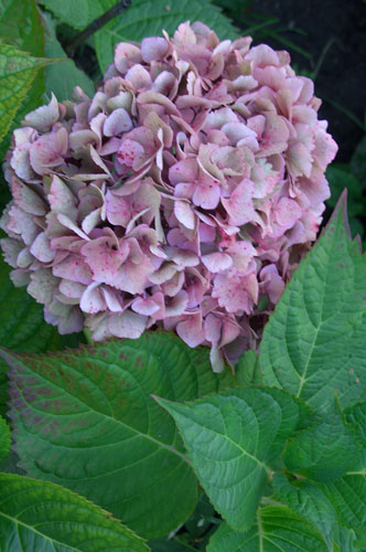 Гортензия крупнолистная с розовыми соцветиями