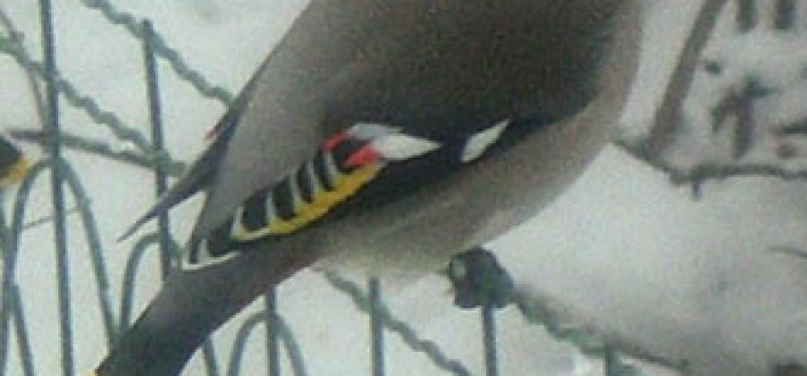 Свиристель — птица с хохолком на голове. Пьяные свиристели