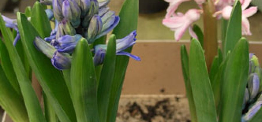 Гиацинт в горшочке — как сохранить растение после окончания цветения