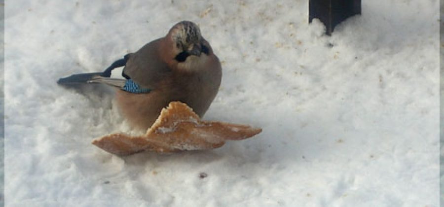 Сойка, птица с хохолком, ворующая хлеб из кормушки