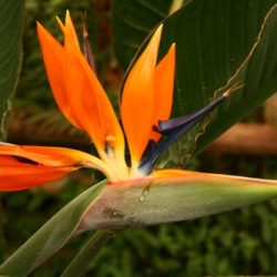 Стрелитция — растение с цветками, похожими на Жар-птицу