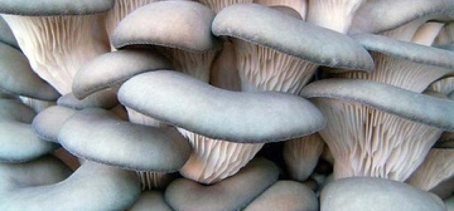 Вешенка — вкусный и полезный гриб, описание и виды