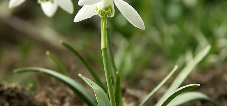 Подснежники (галантус) — первые весенние цветы