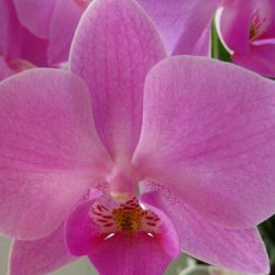 Фаленопсис: орхидея-бабочка