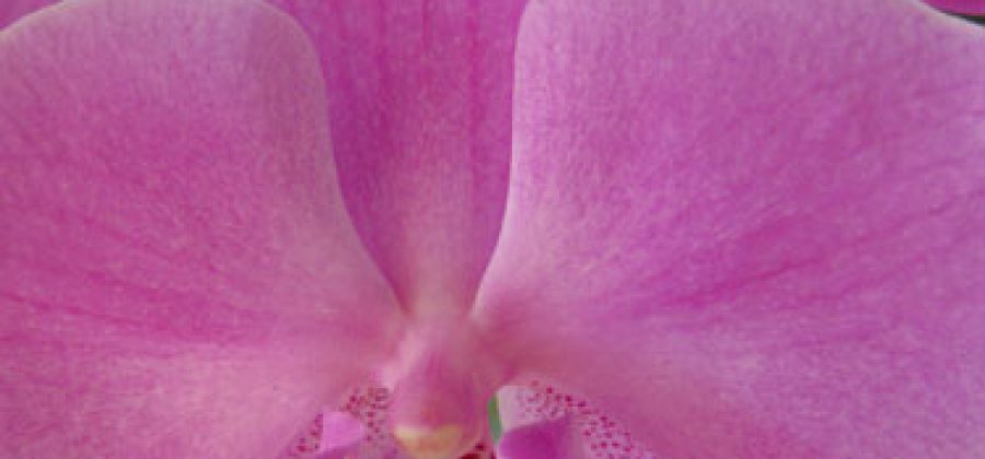 Фаленопсис: орхидея-бабочка