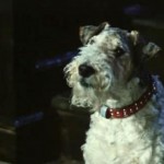 Собачий гороскоп для собаки — Овна