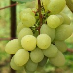 Виноград: плюсы и минусы совместных посадок с другими растениями