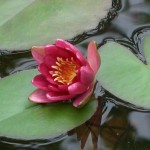 Восемь основных причин слабого цветения нимфеи в декоративном бассейне
