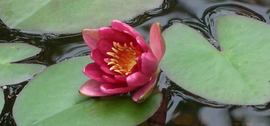 Восемь основных причин слабого цветения нимфеи в декоративном бассейне