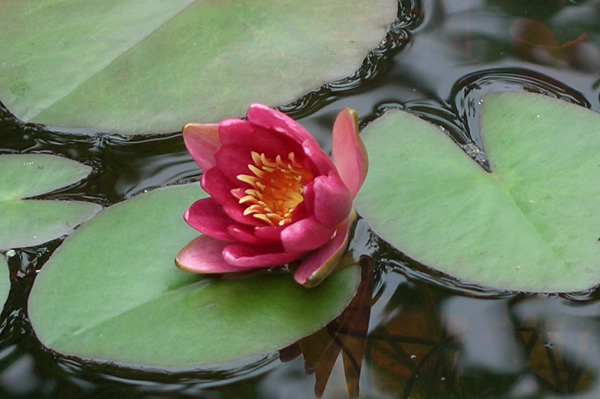 7 возможных причин, почему в пруду не цветут нимфеи
