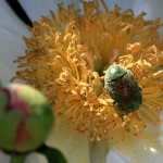 Бронзовка золотистая — большой зеленый жук, враг цветоводов