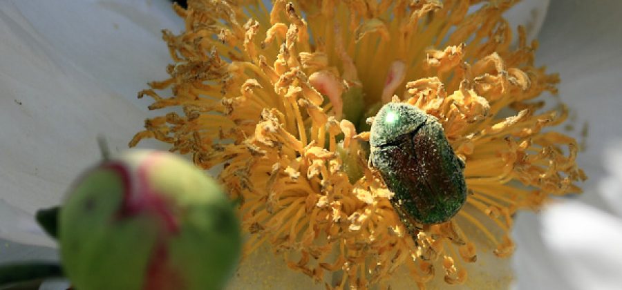 Бронзовка золотистая — большой зеленый жук, враг цветоводов