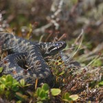Гадюка обыкновенная: как узнать ядовитую змею, что делать при ее укусе
