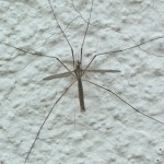 Кусается ли огромный комар-долгоножка, или карамора?