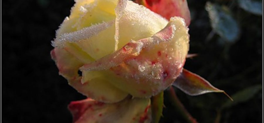 Осенняя обрезка и укрытие роз на зиму