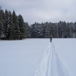 Как выбрать равнинные прогулочные лыжи