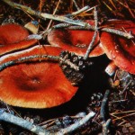 Горькушка — гриб IV категории, который можно солить