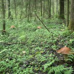 Съедобные грибы Подмосковья; где и когда их собирают