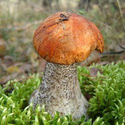 Подосиновики (осиновики): описание, маринование, тушение и приготовление грибной икры