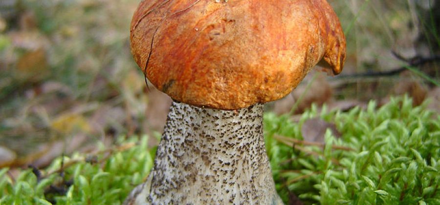 Подосиновики (осиновики): описание, маринование, тушение и приготовление грибной икры