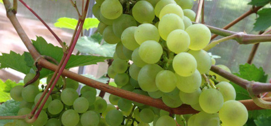 Сорт винограда «Кристалл», его описание и особенности