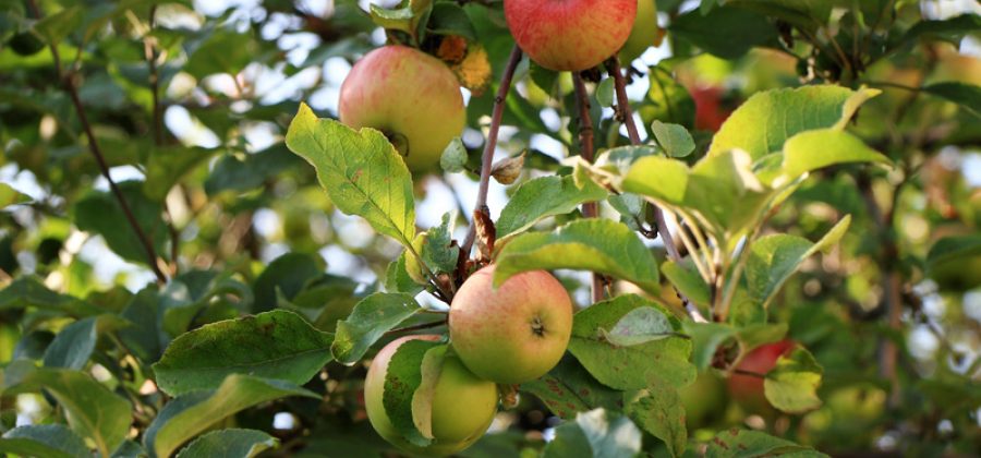 Варенье из яблок: только проверенные рецепты