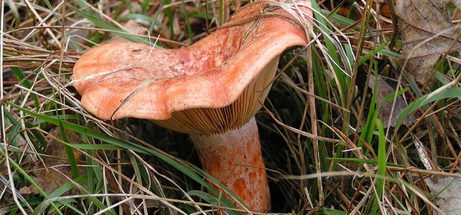 Рыжик — первосортный гриб, засолка в бутылках и другие оригинальные рецепты