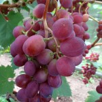 Сорт винограда «Виктория», особенности его выращивания в Московской области