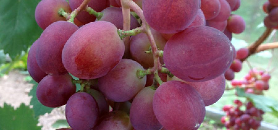 Сорт винограда «Виктория», особенности его выращивания в Московской области