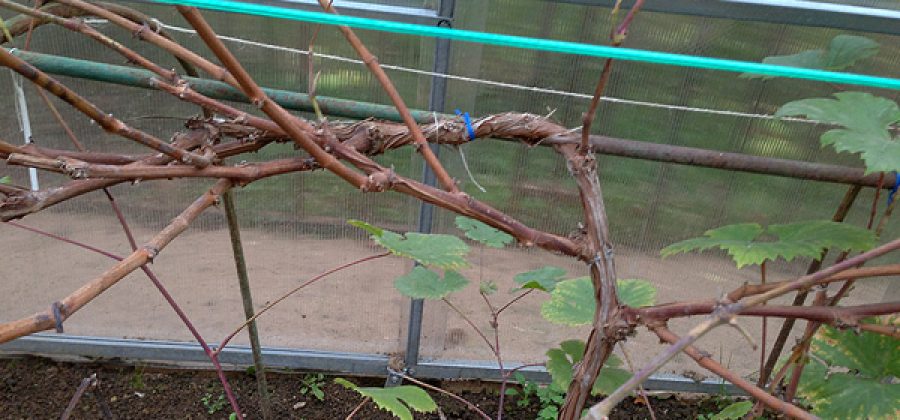 Как заготовить черенки (чубуки) винограда осенью и сохранить их зимой?