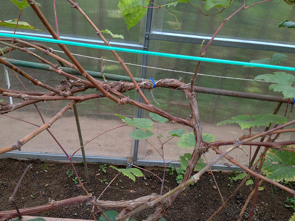 Как заготовить черенки (чубуки) винограда осенью и сохранить их зимой?