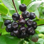 Плоды черноплодной рябины (аронии): лечебные свойства, рецепты и домашнее вино