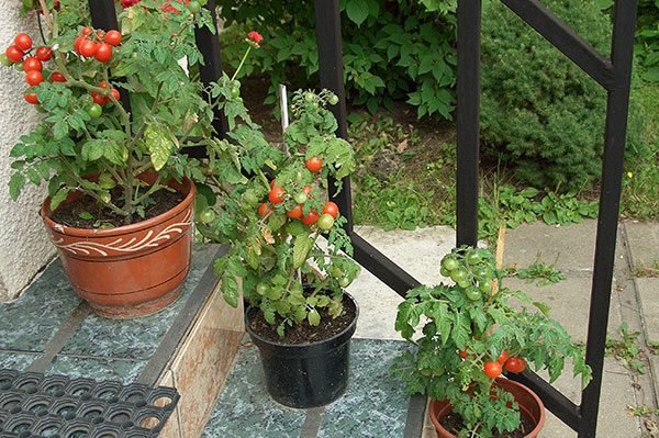 выращивание балконных помидоров