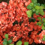 Хеномелес (японская айва) — идеальное растение для «ленивого дачника»