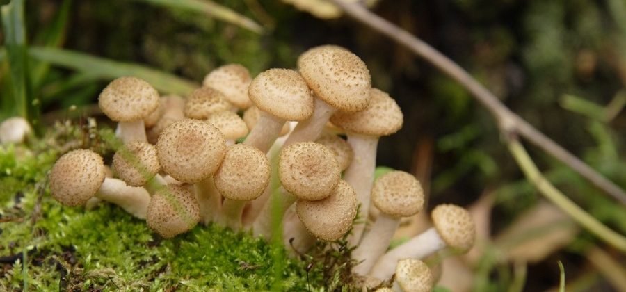 Лечебные свойства съедобных грибов