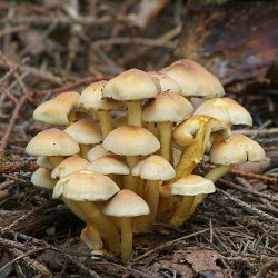 Ядовитый ложноопёнок серно-жёлтый — опасный гриб-двойник съедобных опят