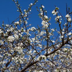 Почему плодовые деревья сбрасывают часть цветков или слабо цветут?