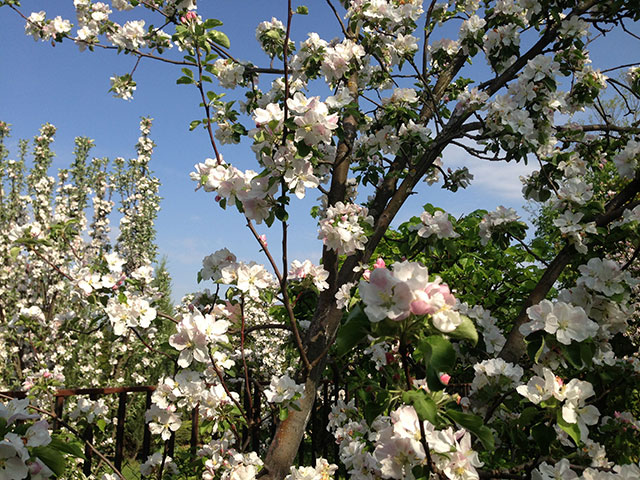 Цветение яблони