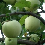 Яблоня: календарь работ в саду в течение года