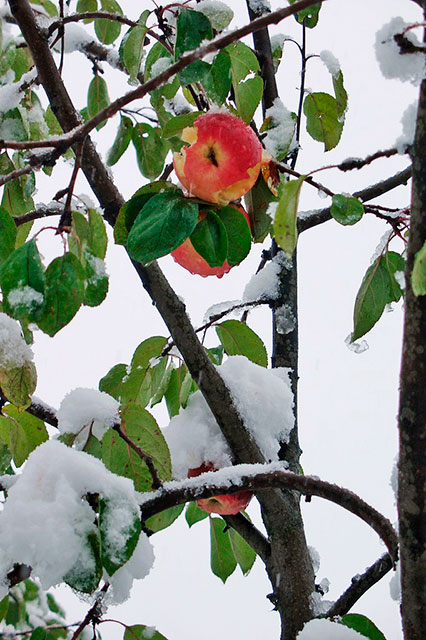 яблоки зимой